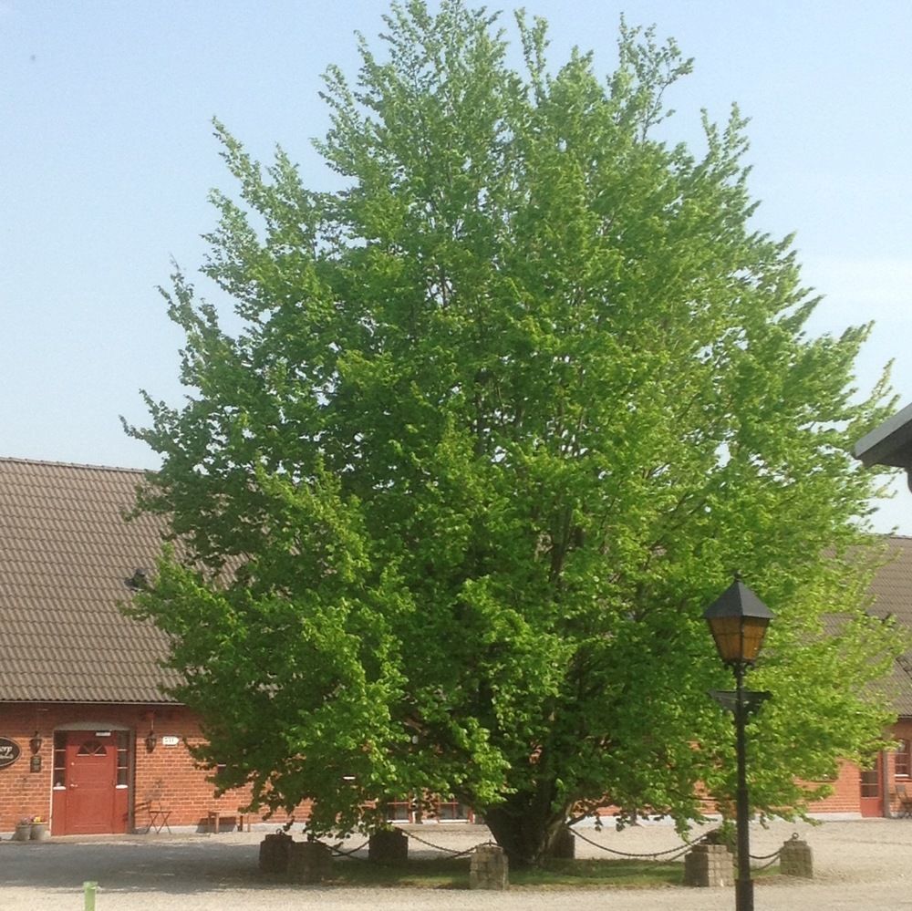 Wirketorp Countryside Hotel Kävlinge Zewnętrze zdjęcie