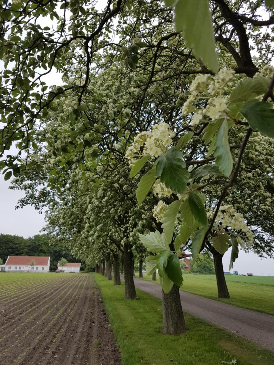 Wirketorp Countryside Hotel Kävlinge Zewnętrze zdjęcie